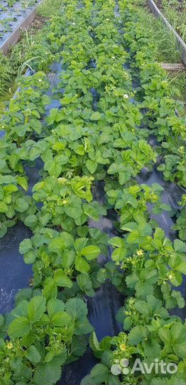 Саженцы клубники