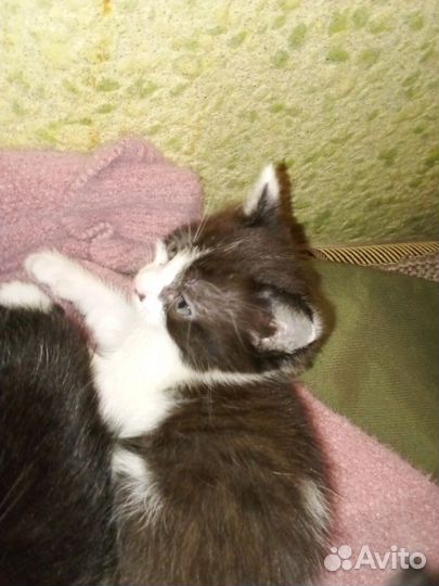 Отдам Котяток