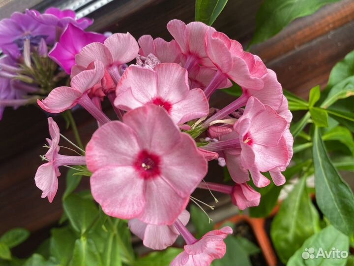 Флокс Блю парадиз и др