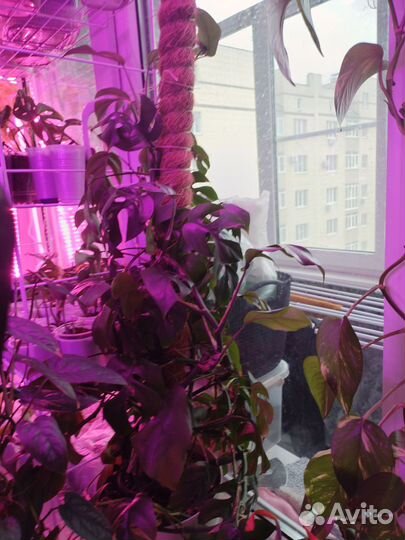 Монстера рафидофора