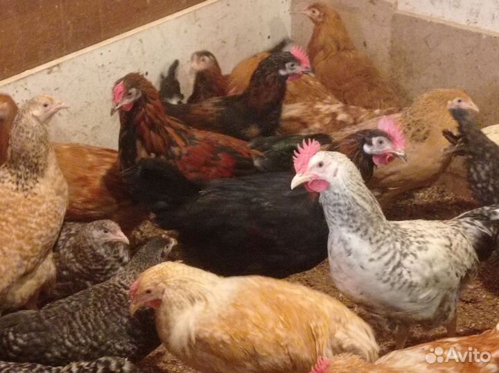 Молодые петушки