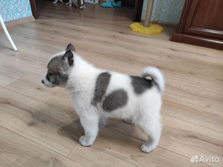 Щенки западно сибирской лайки