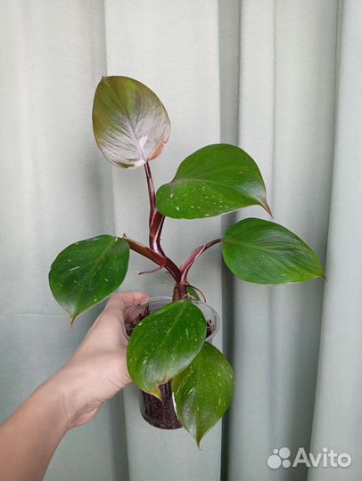 Филодендроны вариегатные