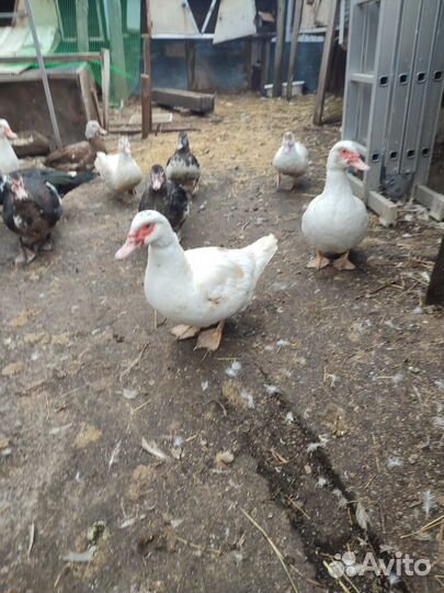 Селезень,индоутки