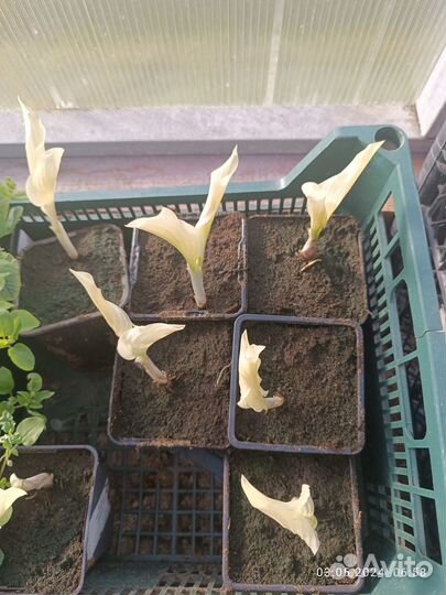 Хоста Белое Перо