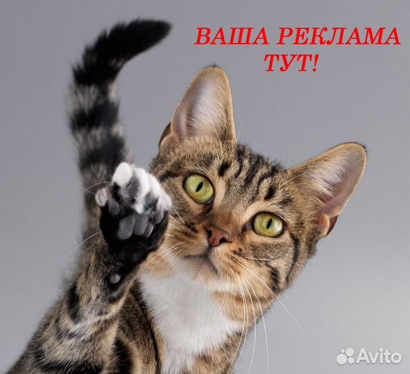 Смм Продвижение вк раскрутка соцсетей телеграм