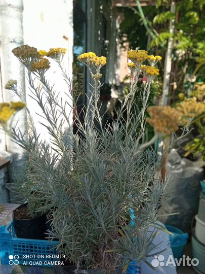 Саженцы Бессмертника Итальянского