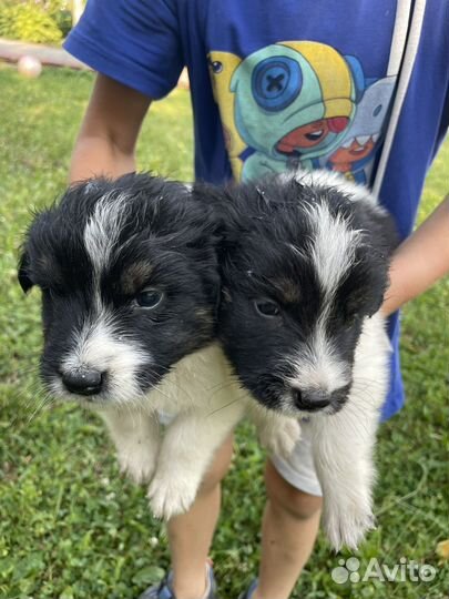 Отдам щенков