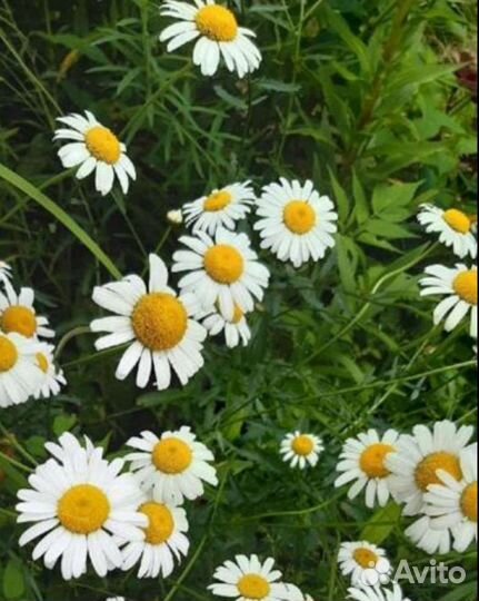 Садовые многолетники