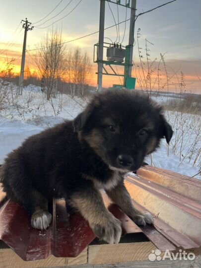 Щенок в добрые руки бесплатно