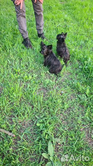 Девочки чёрного йорка