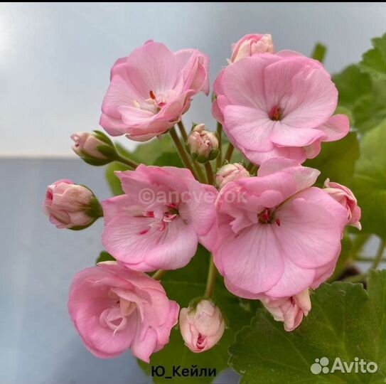 Герань пеларгония