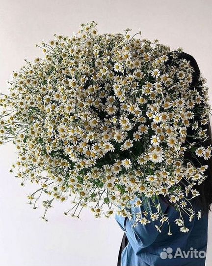 Ромашки Пионы Розы Доставка