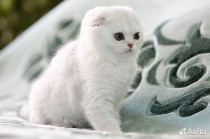 Вислоухие и прямоухие серебристые шиншиллы