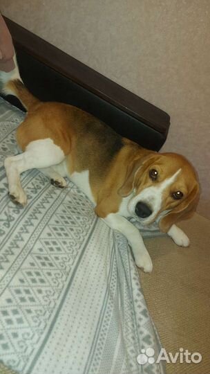 Бигль вязка