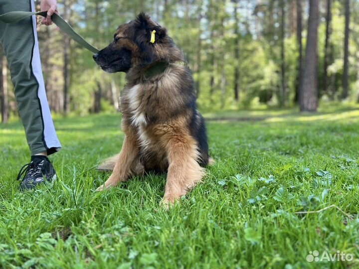 Собака ищет дом