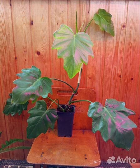 Филодендрон Сциндапсус Фиалка