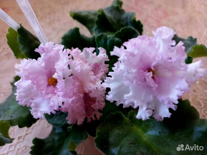 Взрослые сортовые фиалки