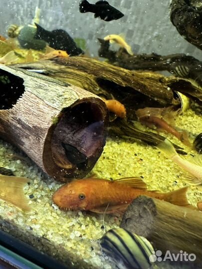 Анциструсы super ред