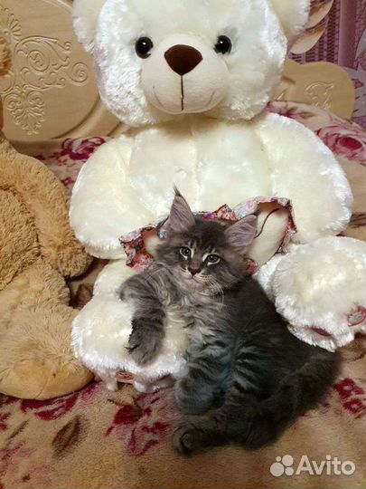 Котята мейн-кун