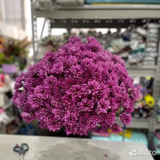 Доставка букета хризантем - фиолетовые кустовые