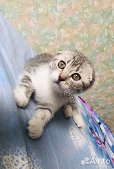 Шотандский вислоухий