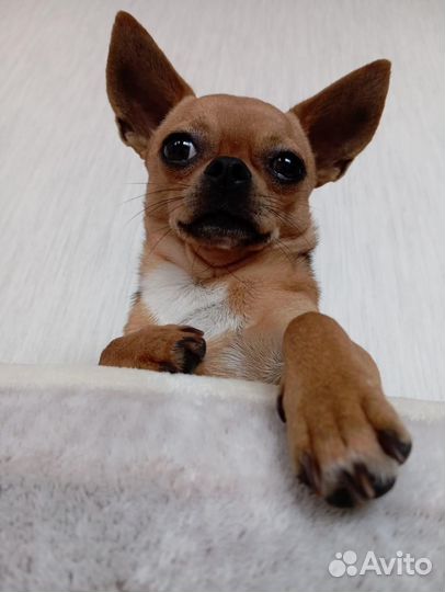 Вязка чихуахуа