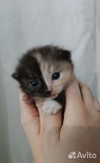 Кошка в дар бесплатно