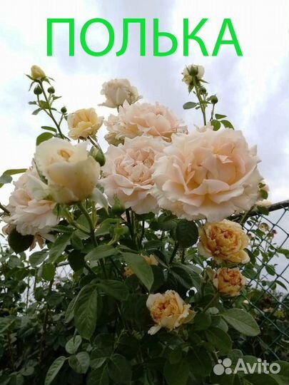 Саженцы плетистых роз. клематисы