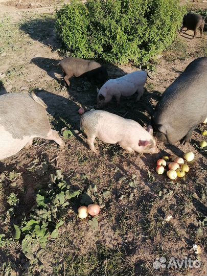 Поросята