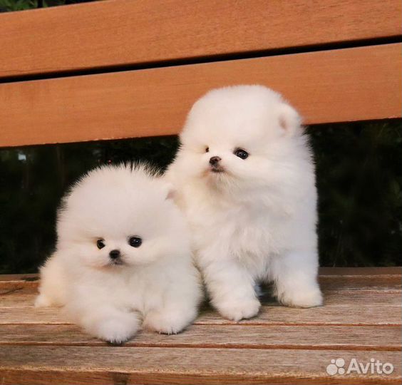 Шпиц белые мини мальчик и девочка есть доставка