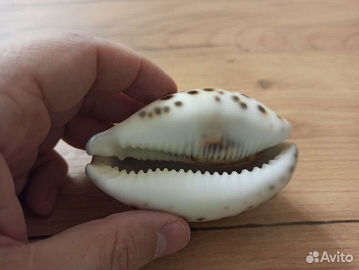 Морская раковина