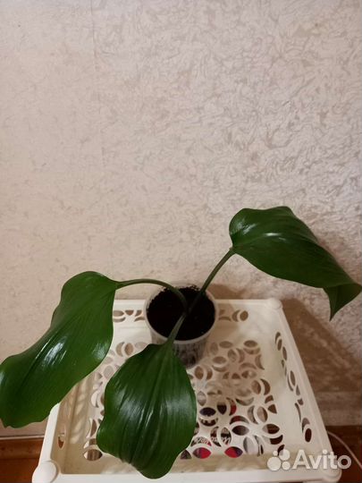 Кампанула жених.Эухарис(Амазонская лилия)