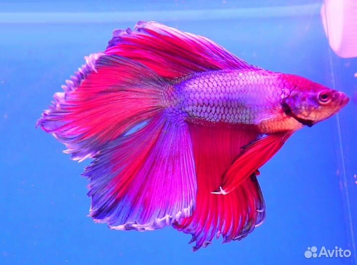 Рыба петушок