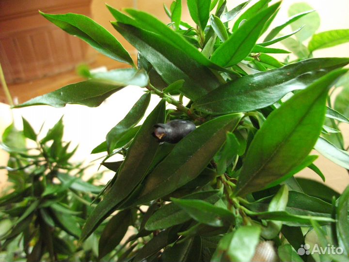 Мирт персидский, боэтика, компакта