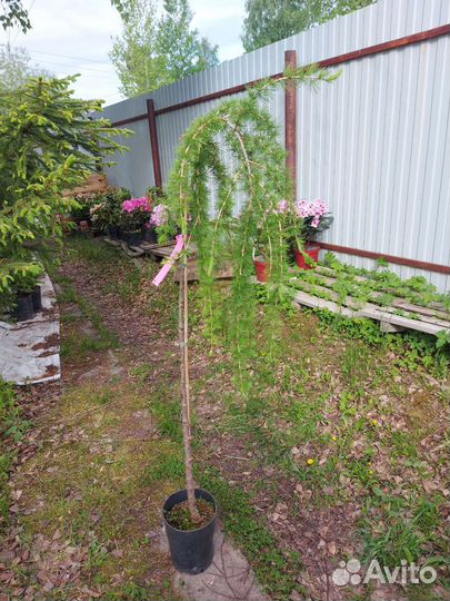 Лиственница Pendula штамб 150- 160см