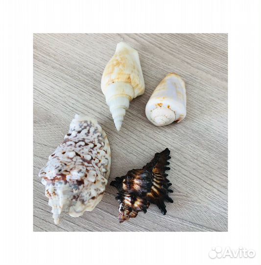 Набор ракушек