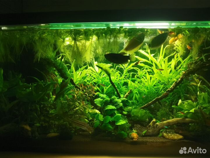 Растения для аквариума