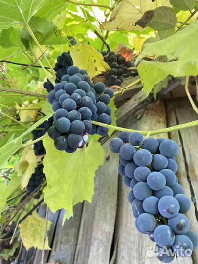 Виноград изабелла
