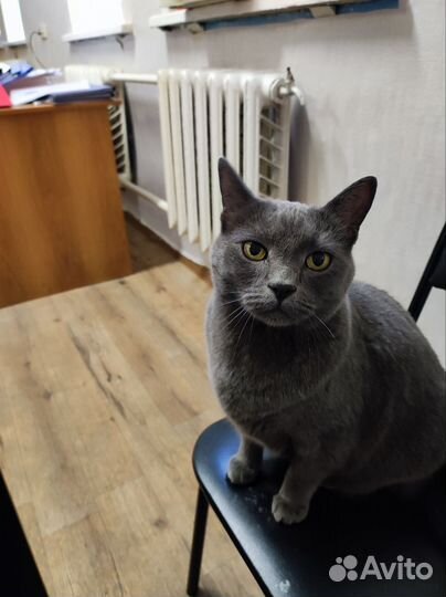 Британский кот