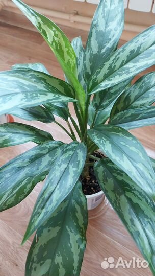 Аглаонема мария