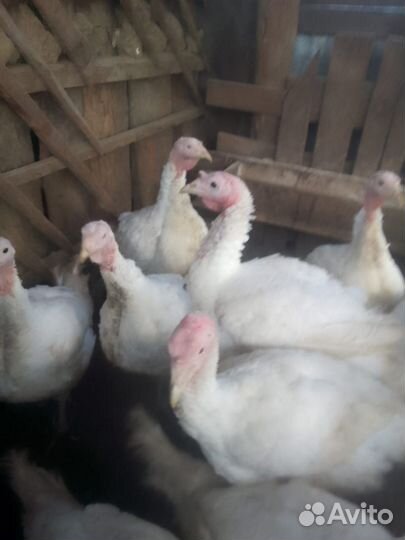 Продажа индюки домашние
