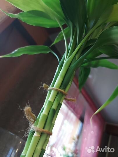 Бамбук счастья