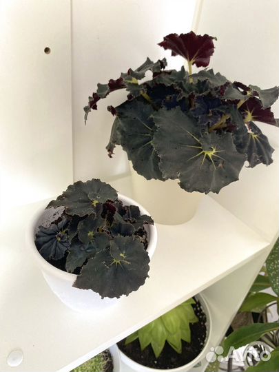 Бегония черный бархат