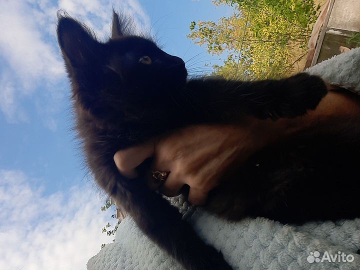 Отдам пушистых котят