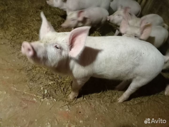 Поросята