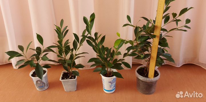 Фикус Ретуза грин