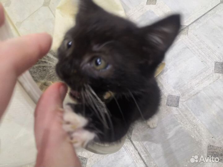 Котенок мальчик