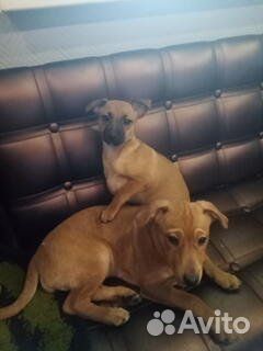 Щенки метисы