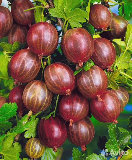 Черная, Белая смородина. Крыжовник без Шипов